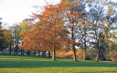 Autumnal Changes with our Reception class