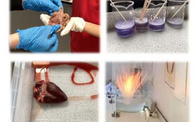 Science visit to Hermitage Academy
