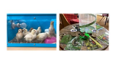 More growing life @ Red Rose