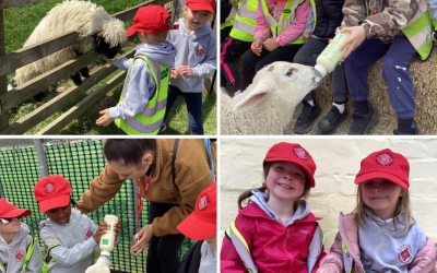 Hall Hill Farm Visit