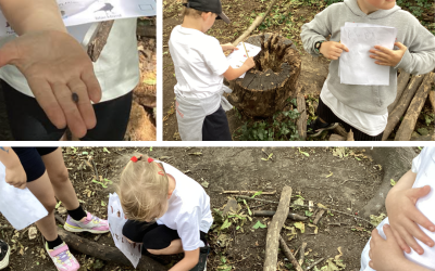 Moonlight Class explore woodland habitats.