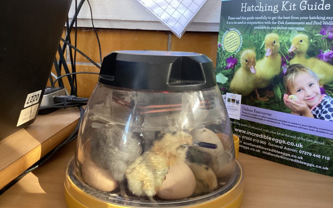 New Life Hatching @ Red Rose